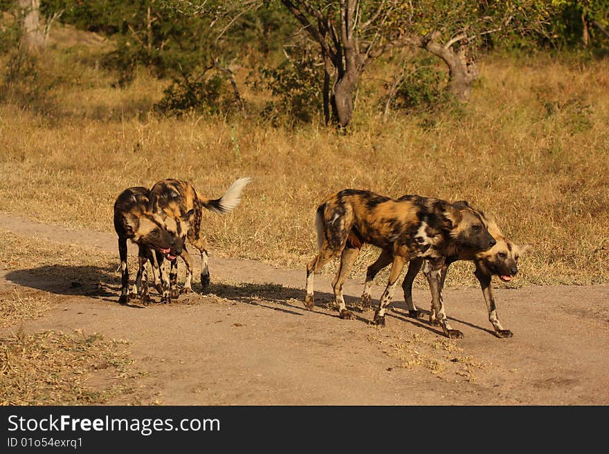 Wild Dogs In South Africa