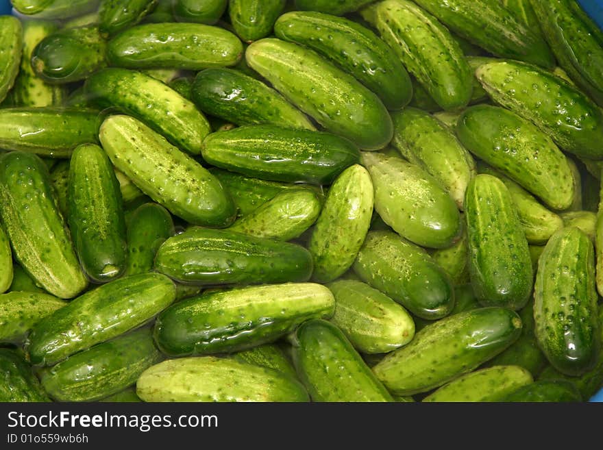 Close-up of fresh green cucumbers. Close-up of fresh green cucumbers