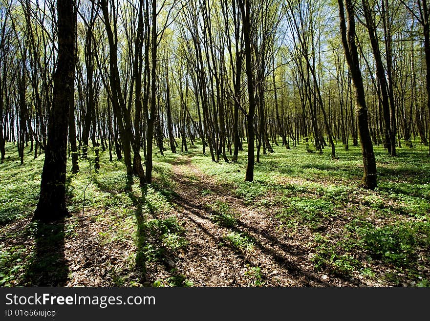 Narrow woodland road amongst the green trees