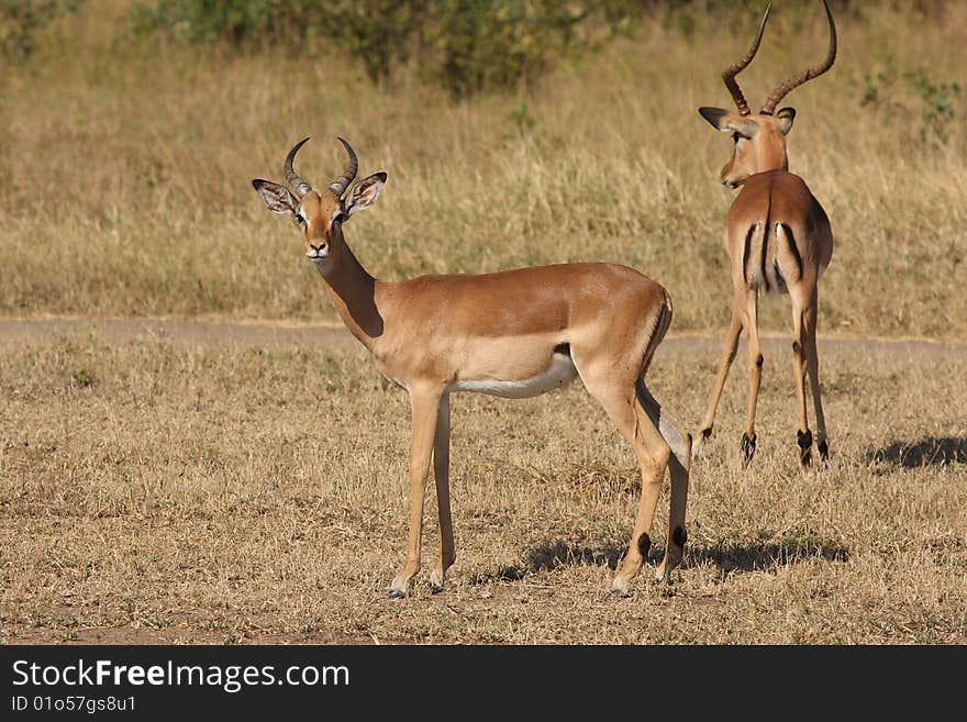 Impala in Sabi Sand, South Africa