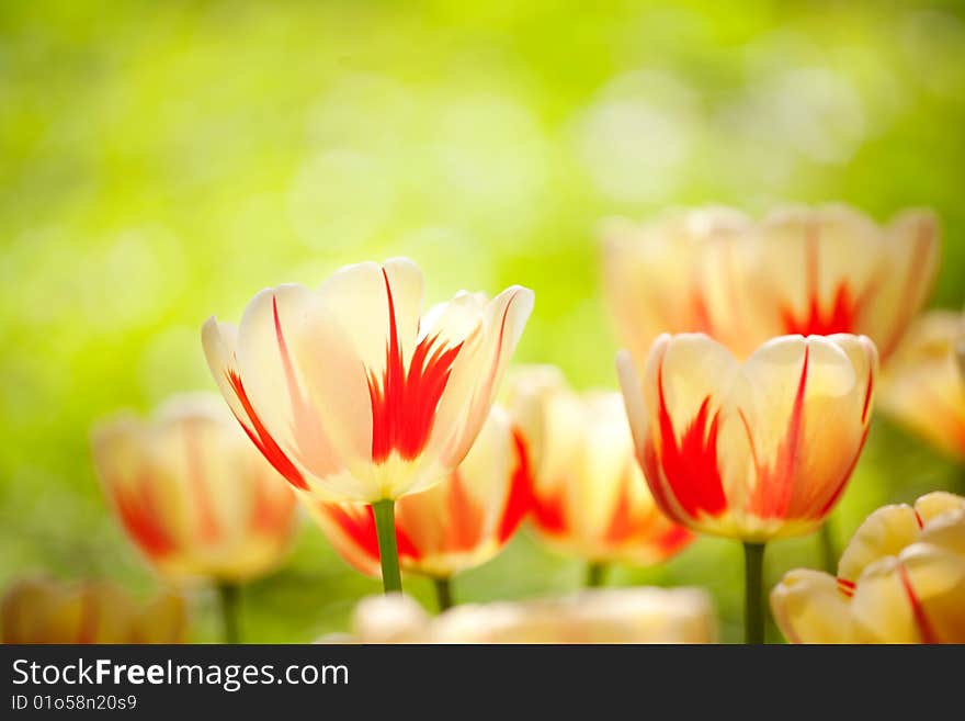 Many Tulips In The Garden