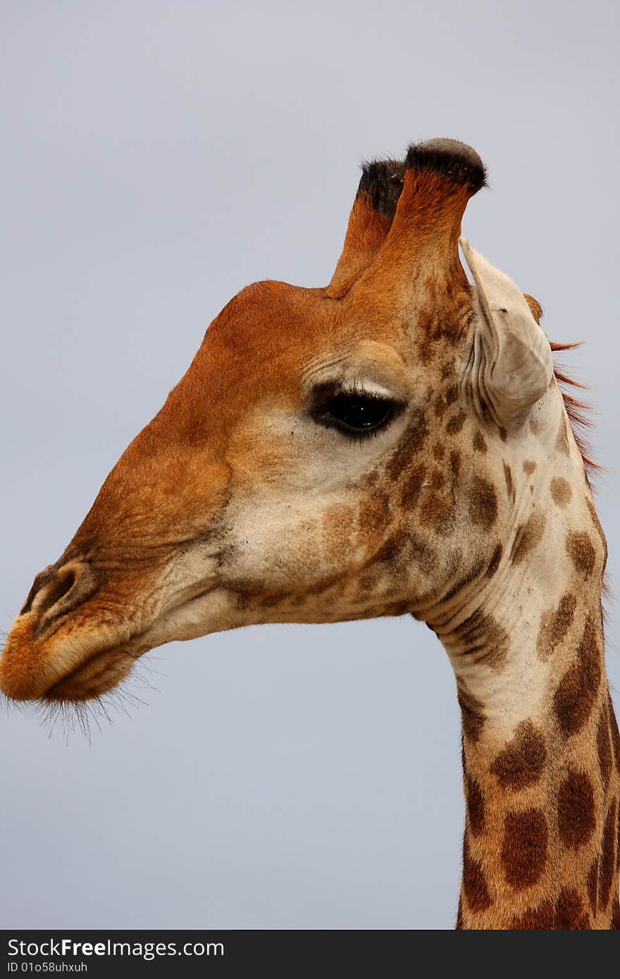 Giraffe in Sabi Sand Reserve, Africa