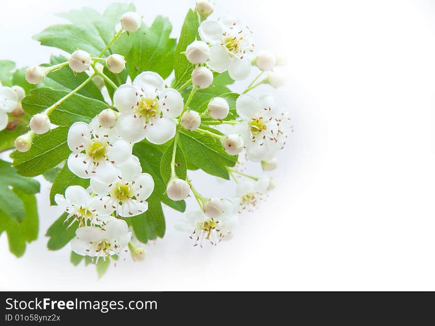 Photo with the Blossoms pattern