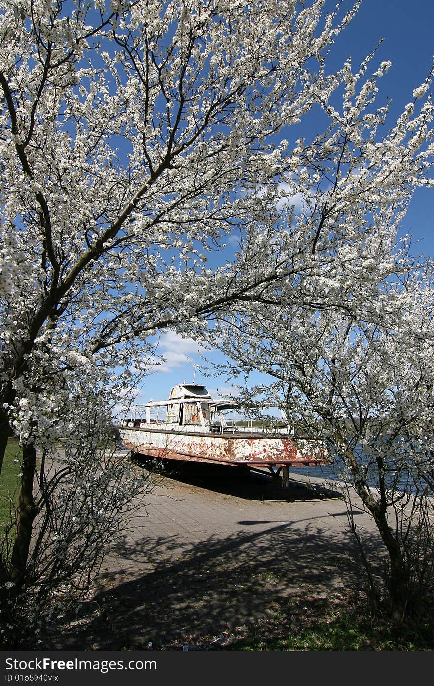 Blossoming tree and old motorboat