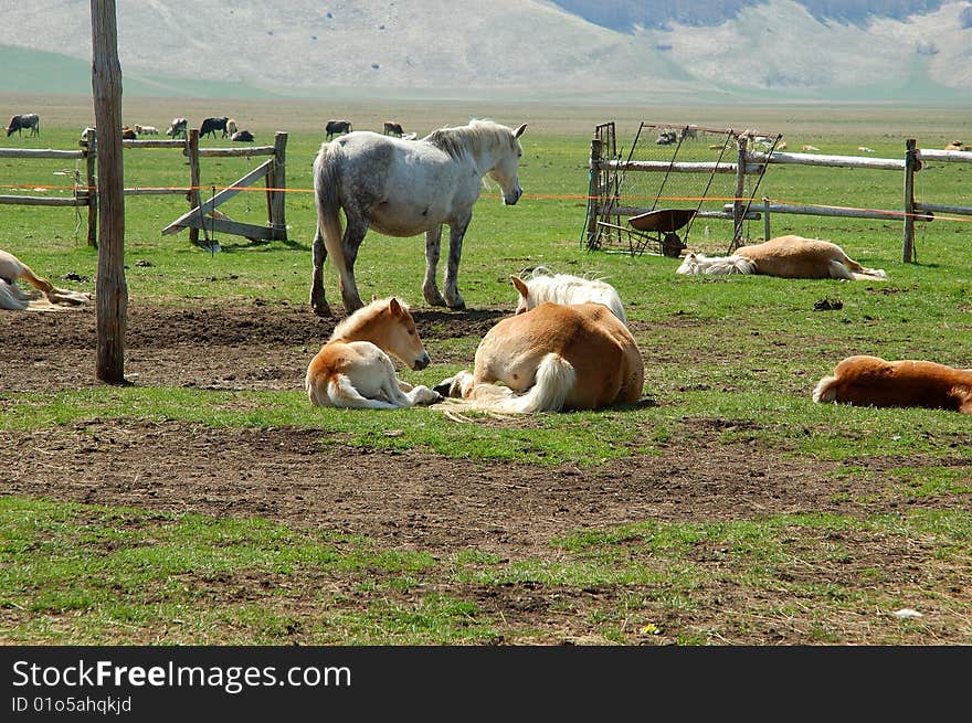 Horse at the pasture in the Castelluccio's plateau. Horse at the pasture in the Castelluccio's plateau