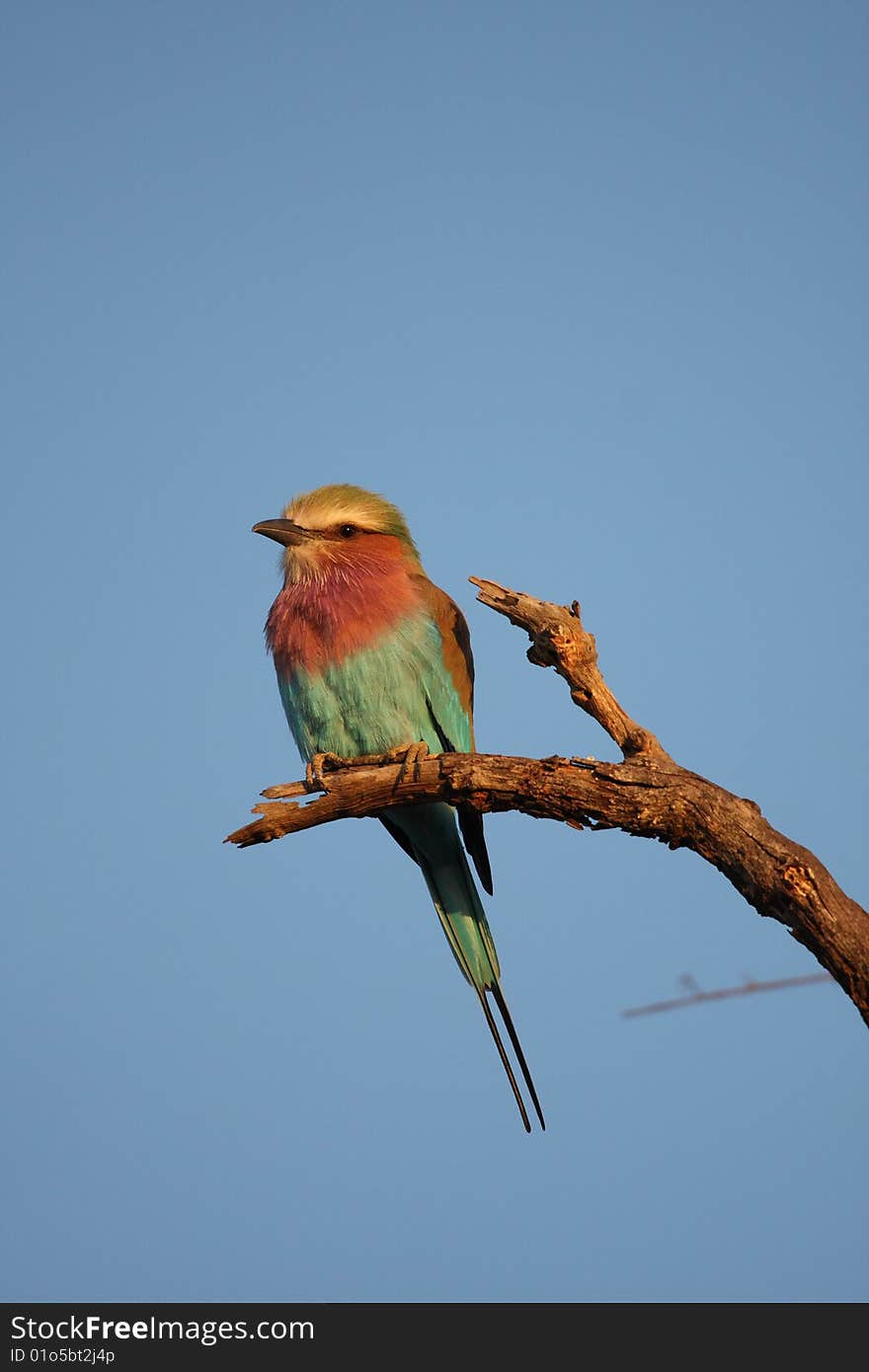 Lilac breatsed roller, South Africa