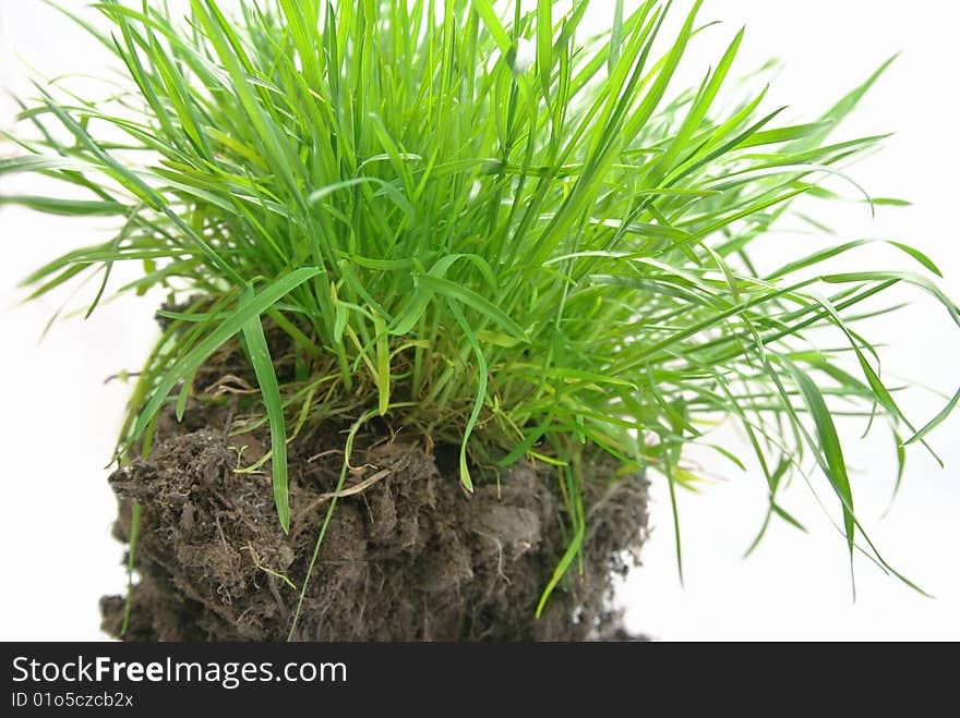 Green Grass on the ground Isolated on White