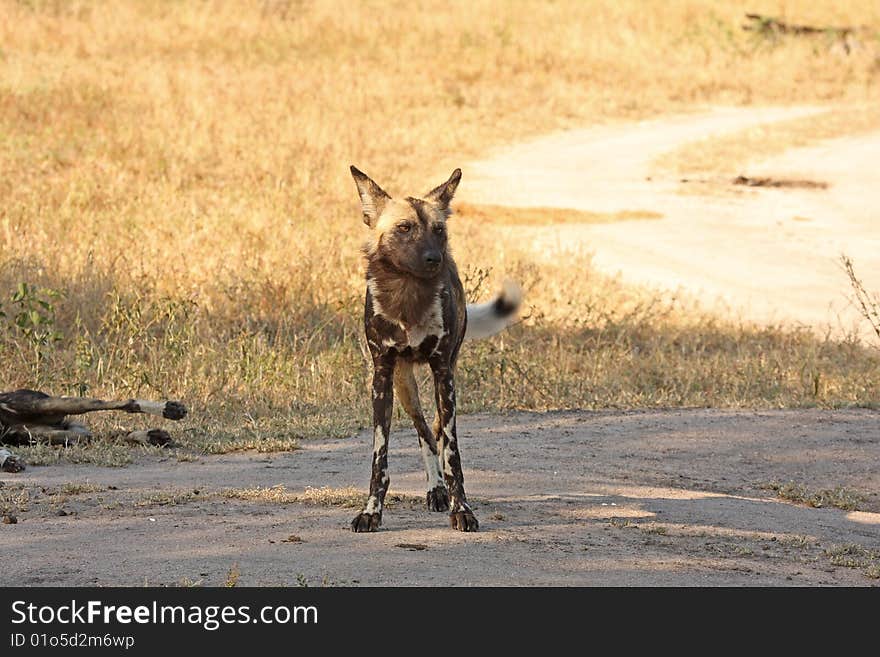 Wild dogs (painted) in Sabi Sand, South Africa. Wild dogs (painted) in Sabi Sand, South Africa