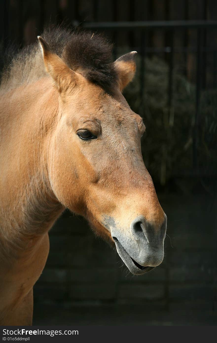 Przevalsky's horse in Moscow Zoo