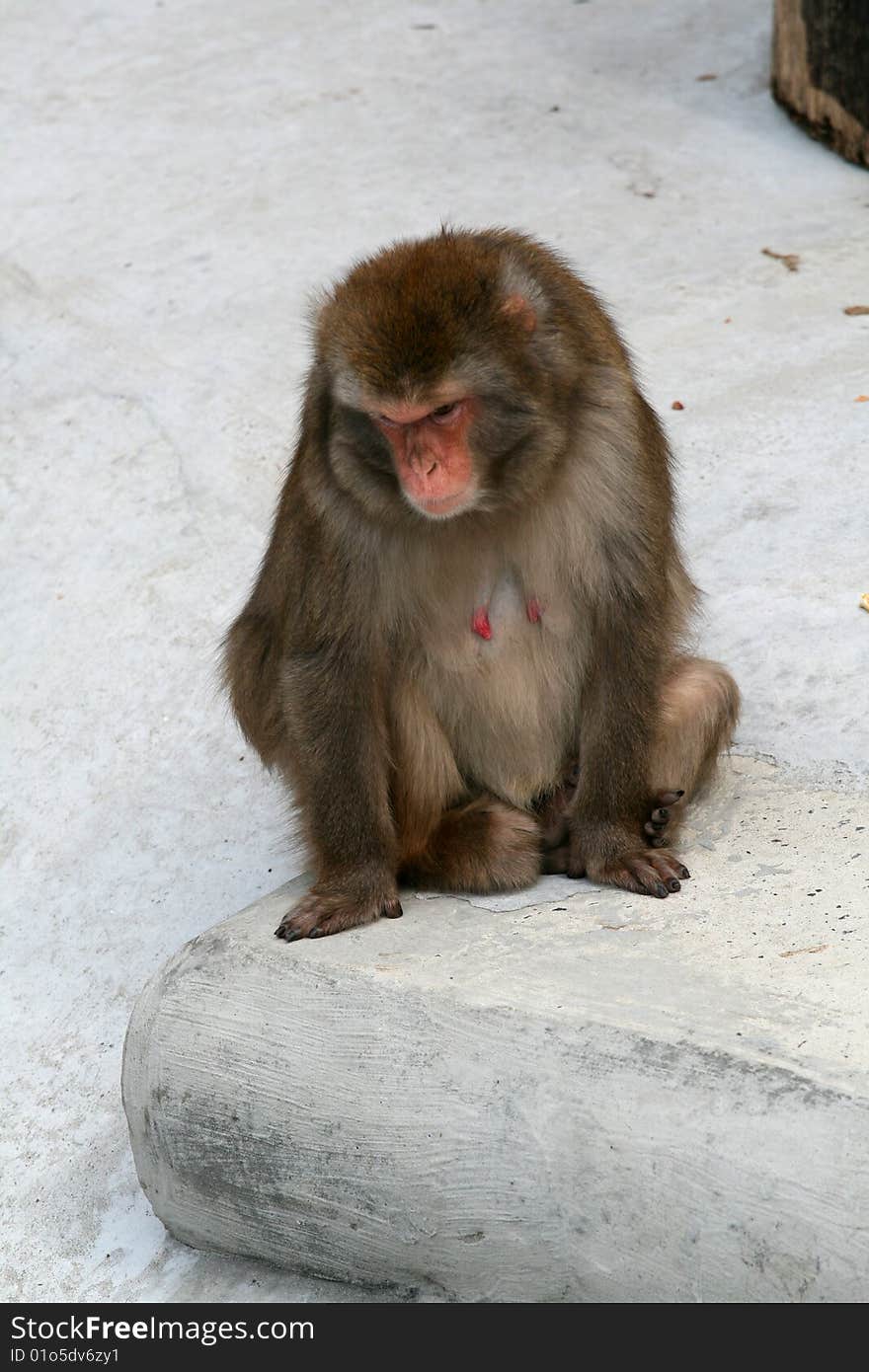 Female Macaque on Moscow Zoo