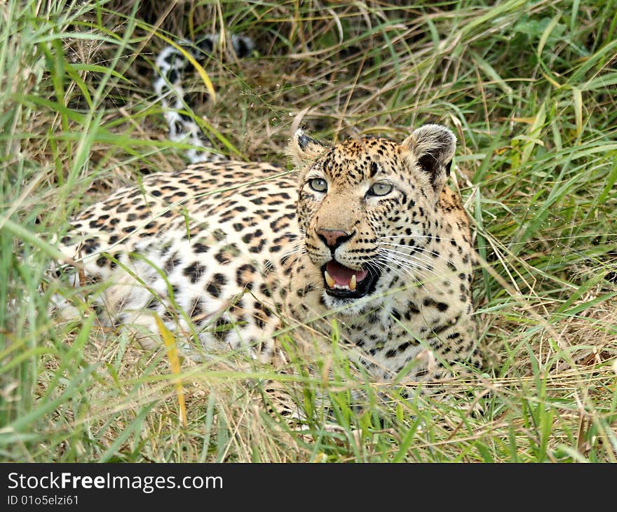 Leopard In Sabi Sand Private Reserve