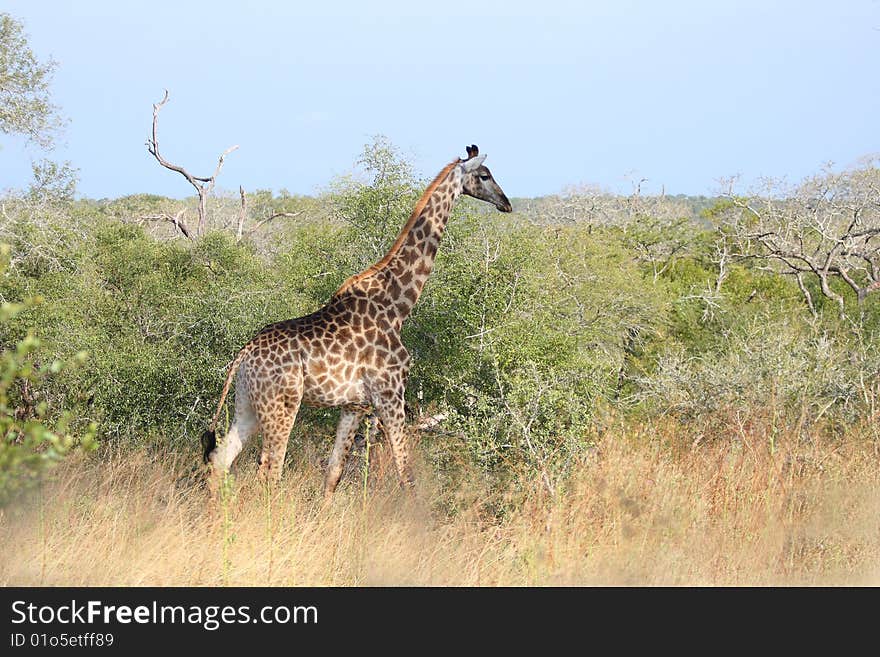 Giraffe in Sabi Sand Reserve, South Africa