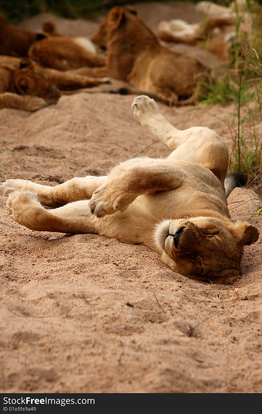 Lions in the Sabi Sand Game Reserve