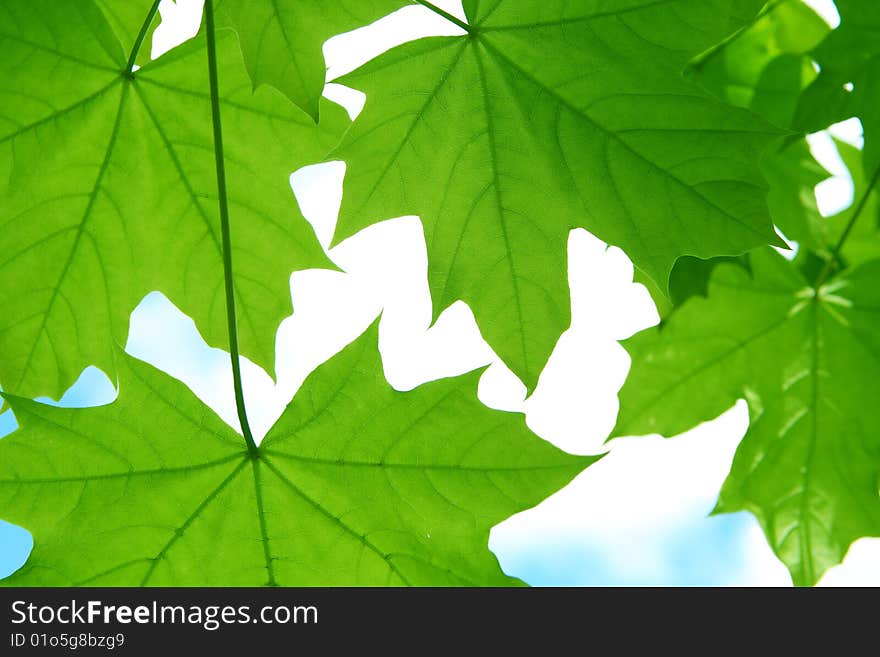 Close up of leaves of a maple. Close up of leaves of a maple