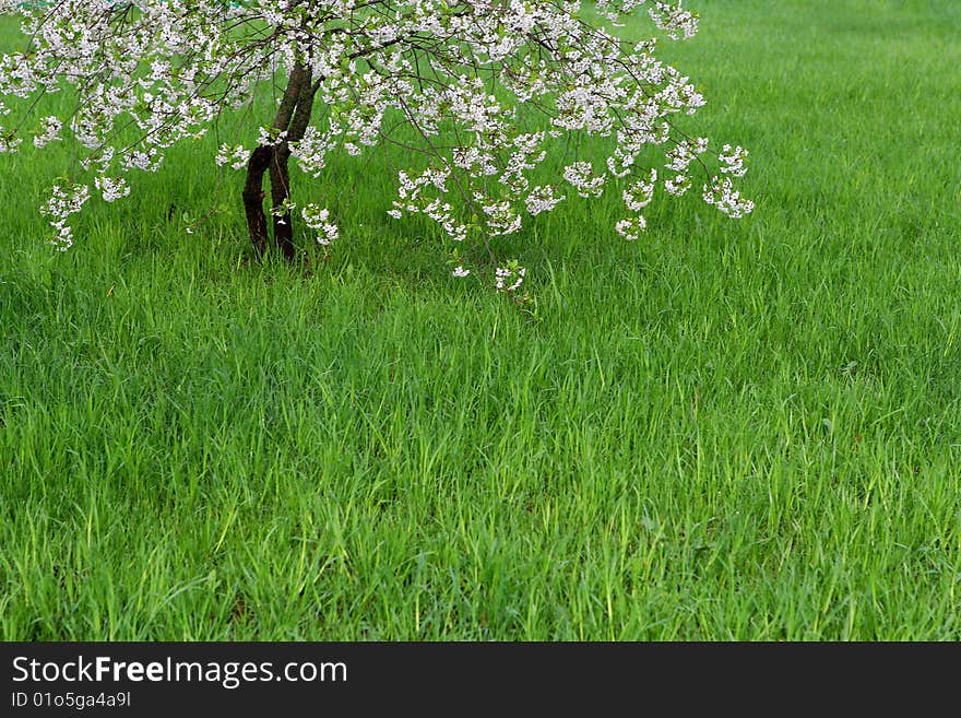 Lawn And Blossoming Cherry