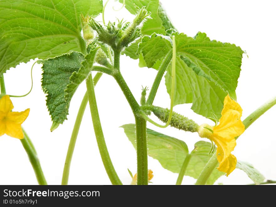 Growing cucumber liana on white background