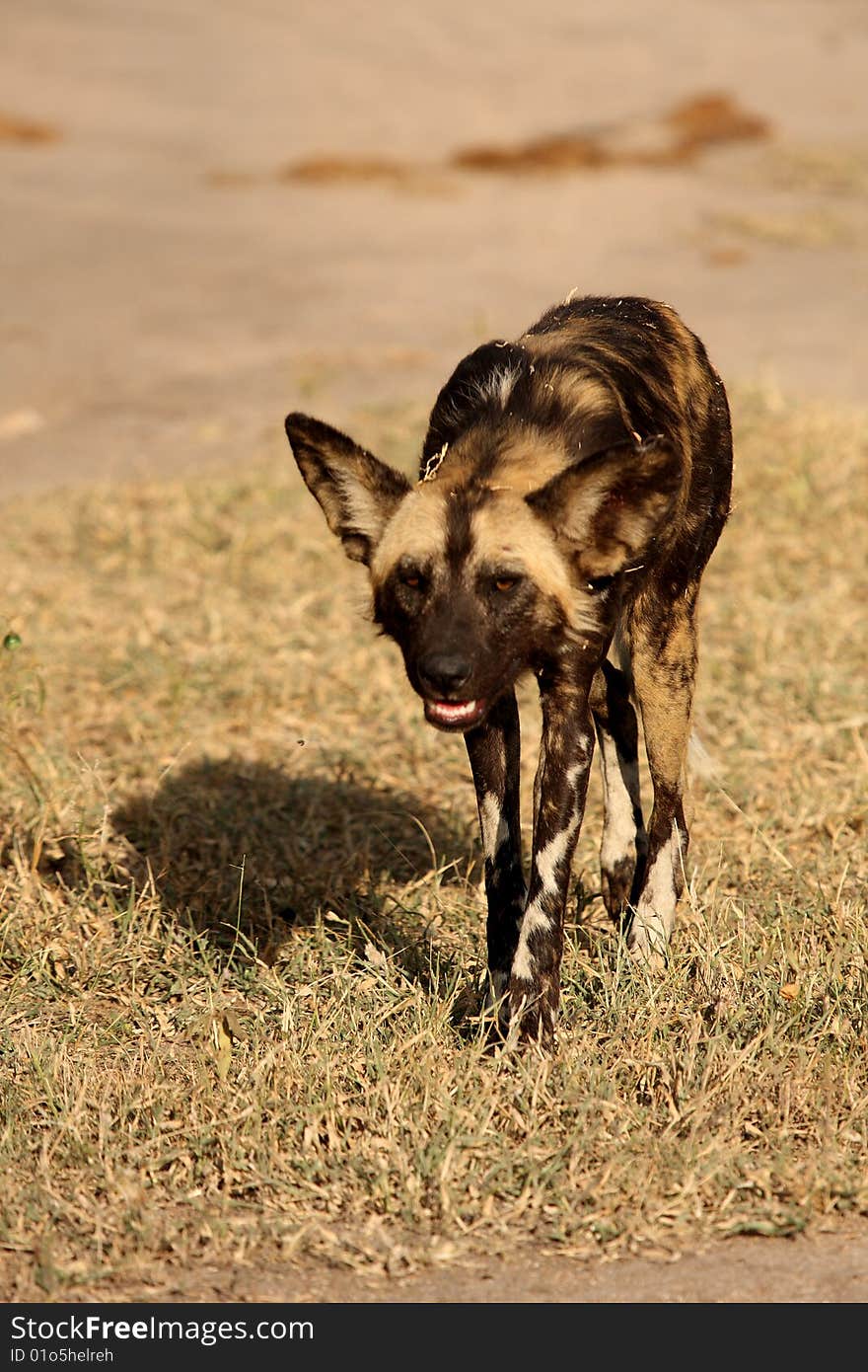 Wild dogs (painted) in Sabi Sand, South Africa. Wild dogs (painted) in Sabi Sand, South Africa