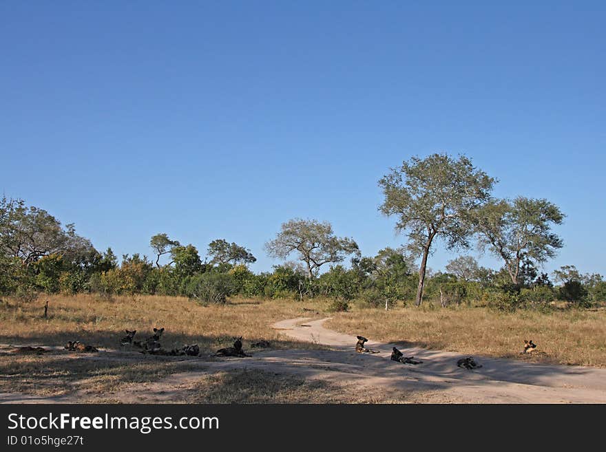 Wild Dogs In South Africa