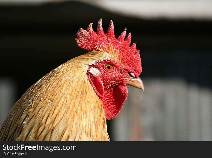 Close Up Portrait of a Cock. Close Up Portrait of a Cock