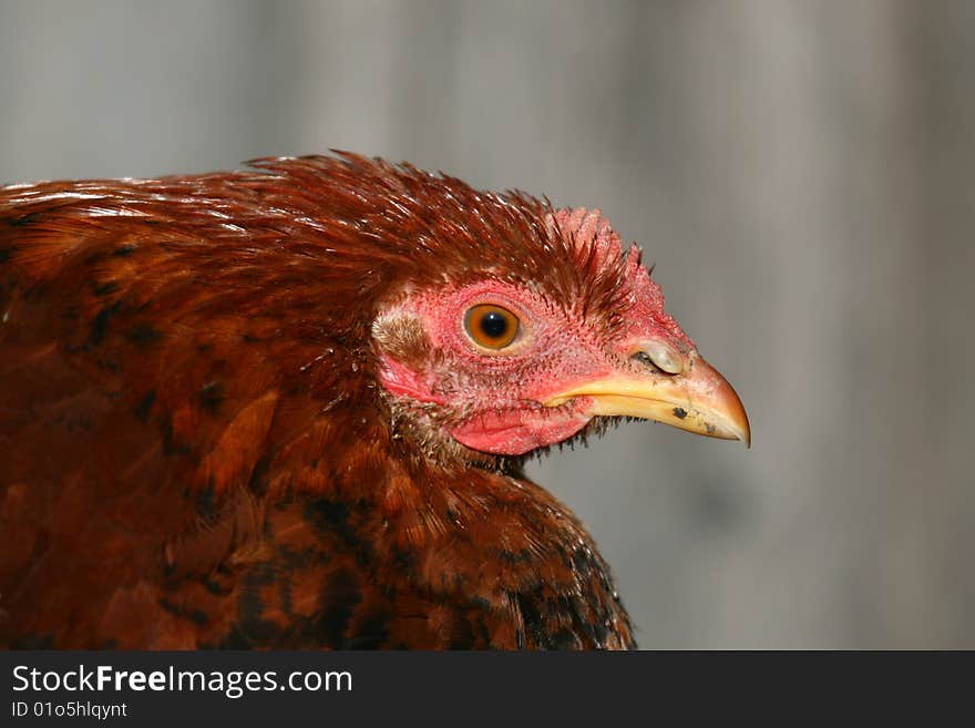 Portrait of a chicken