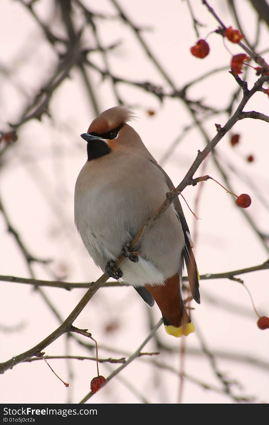 Bombycilla garrulus