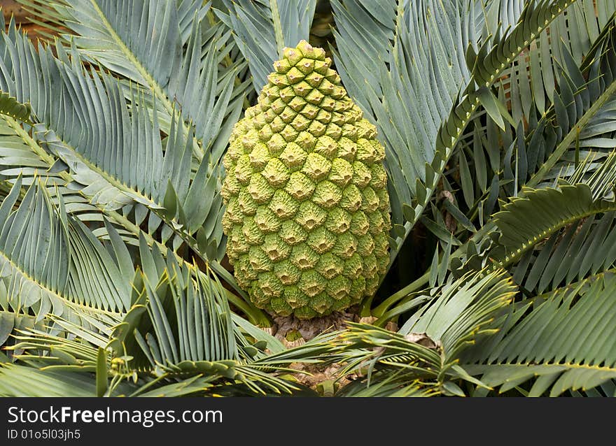 Female Encephalartos lehmannii cycad with a cone