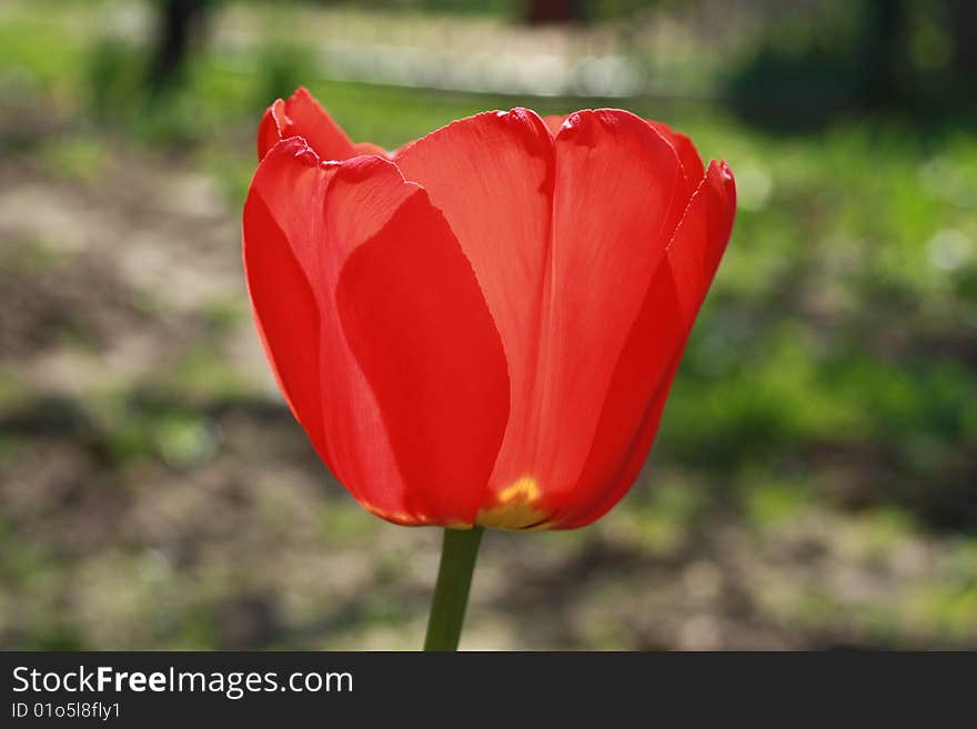 Flowering tulip in summer garden. Flowering tulip in summer garden