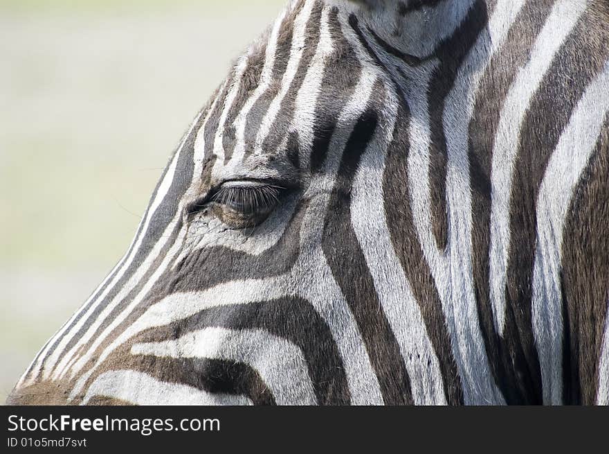 A zebra portrait in zoo