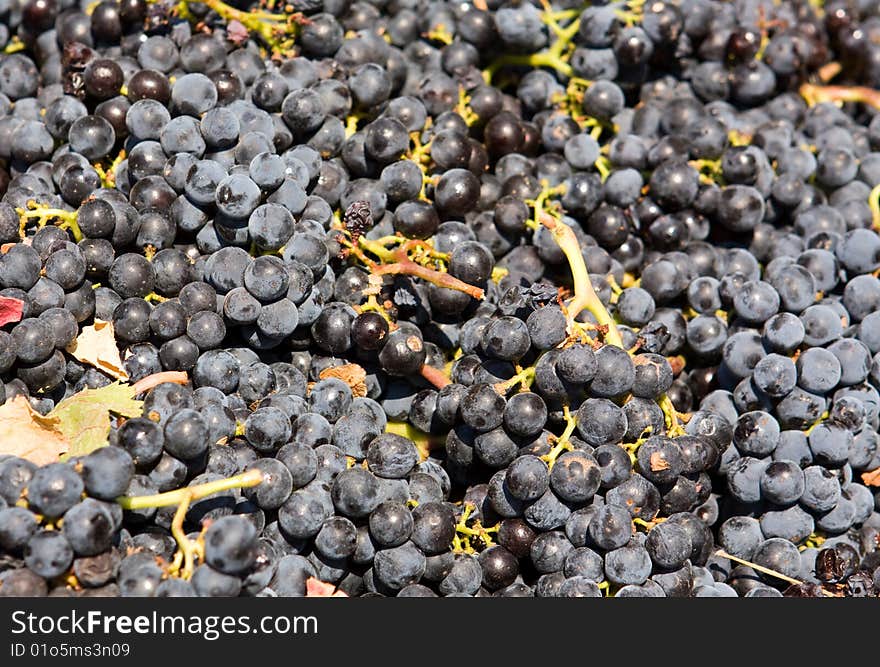 Grapes ready to be turned into wine. Grapes ready to be turned into wine