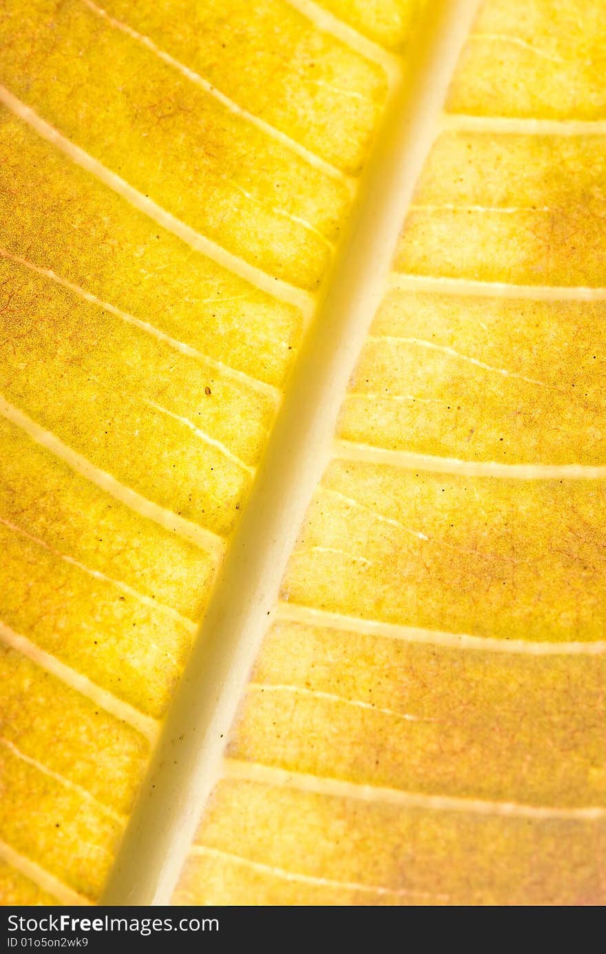 Green leaf of a palm tree as an abstract background