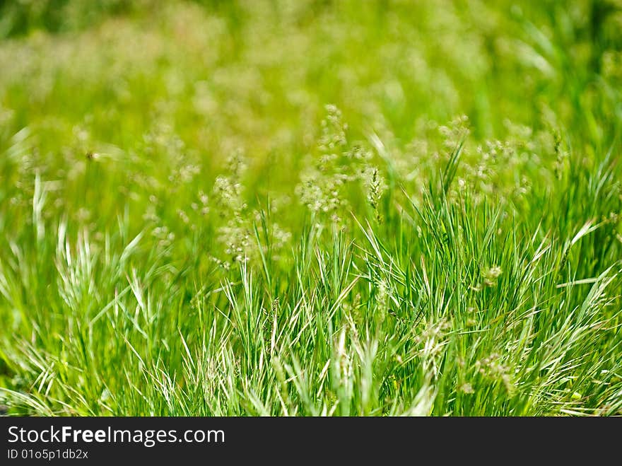 A green meadow is swardy as a background