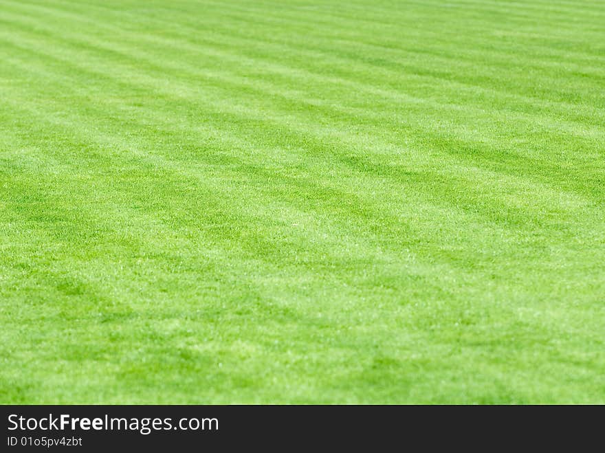 Stadium field covered with a young grass