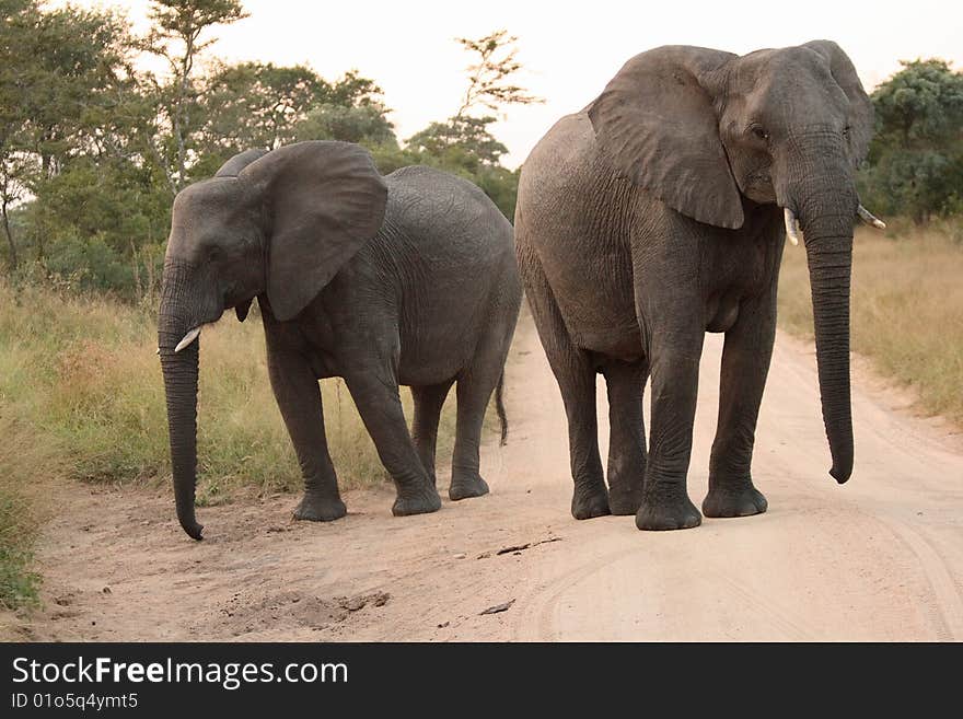 Elephants in the Sabi Sands Private Game Reserve