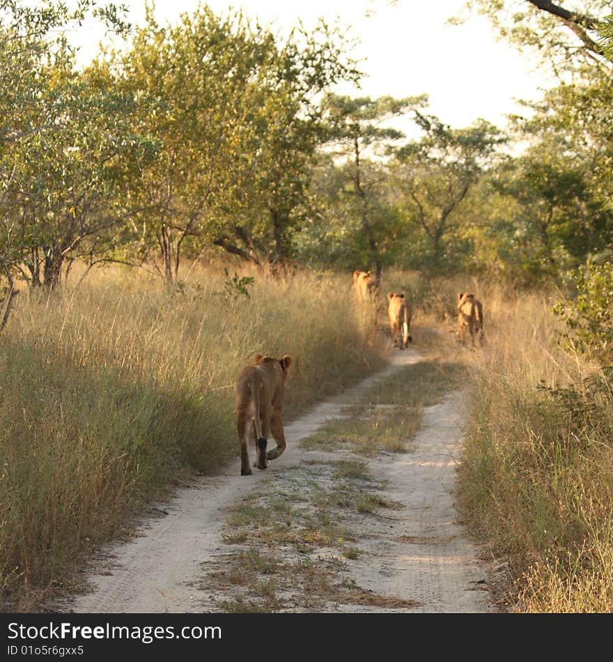 Lions in the Sabi Sand Game Reserve