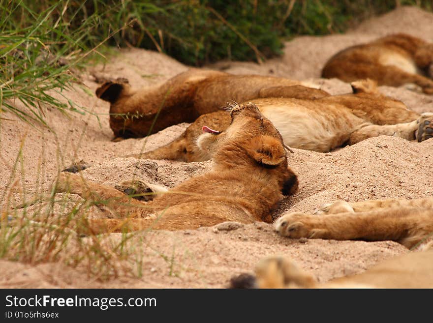 Lions in the Sabi Sand Game Reserve