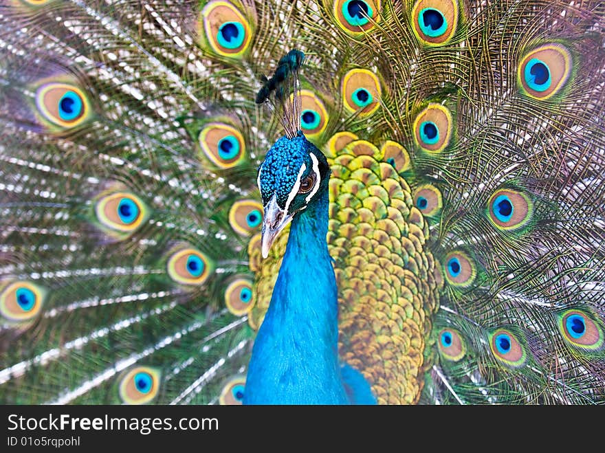 Beautiful male of peacock with a dissolute tail