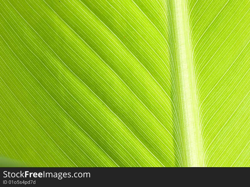 Green leaf of a palm tree as an abstract background