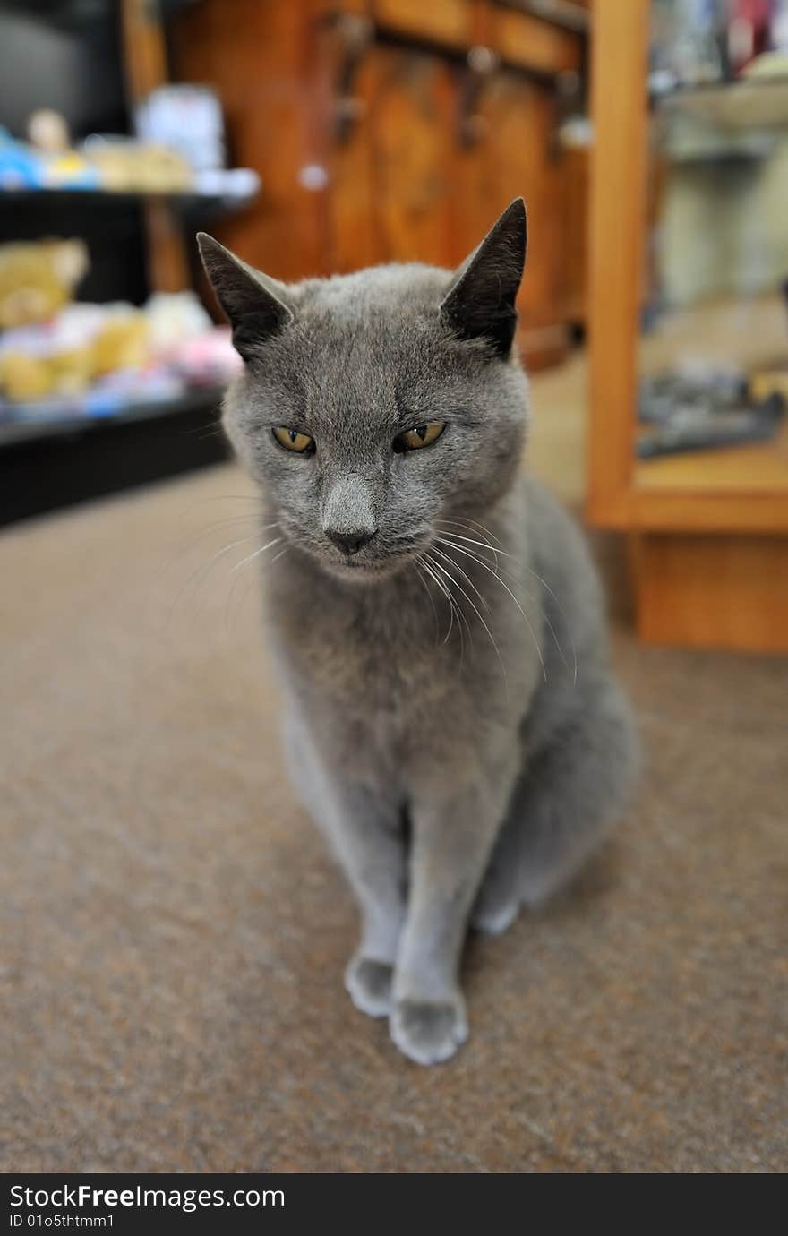 Gray Cat Sitting