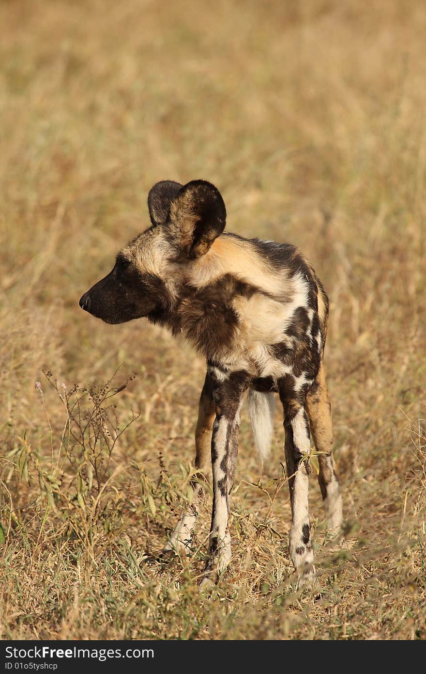 Wild dogs (painted) in Sabi Sand, South Africa. Wild dogs (painted) in Sabi Sand, South Africa