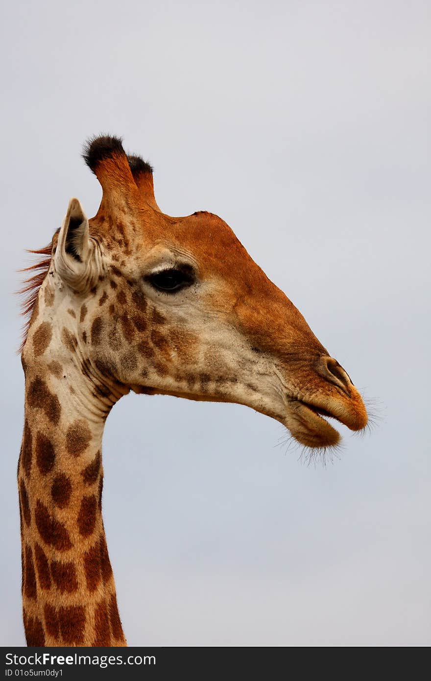 Giraffe in Sabi Sand Reserve, Africa