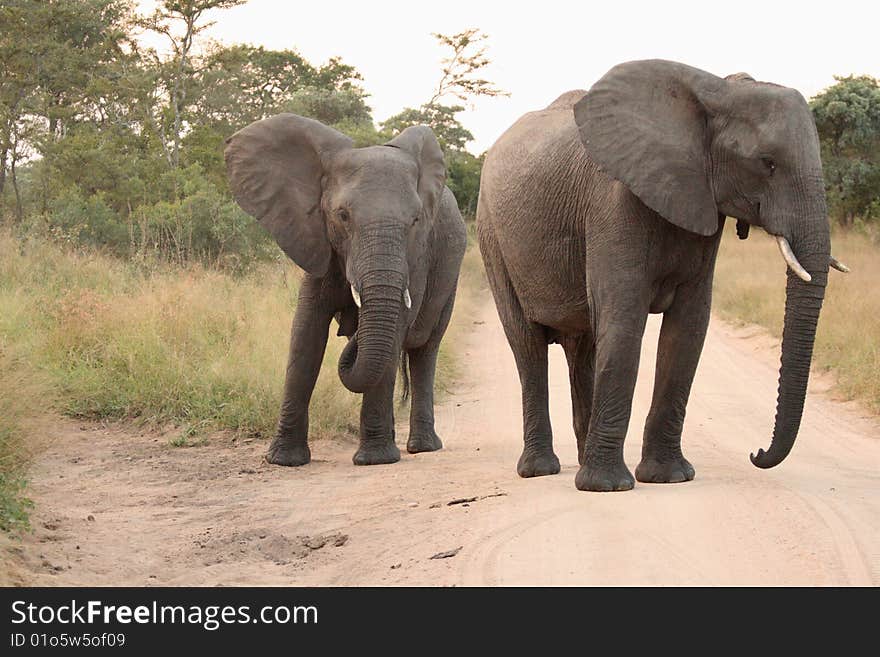 Elephants in the Sabi Sands Private Game Reserve