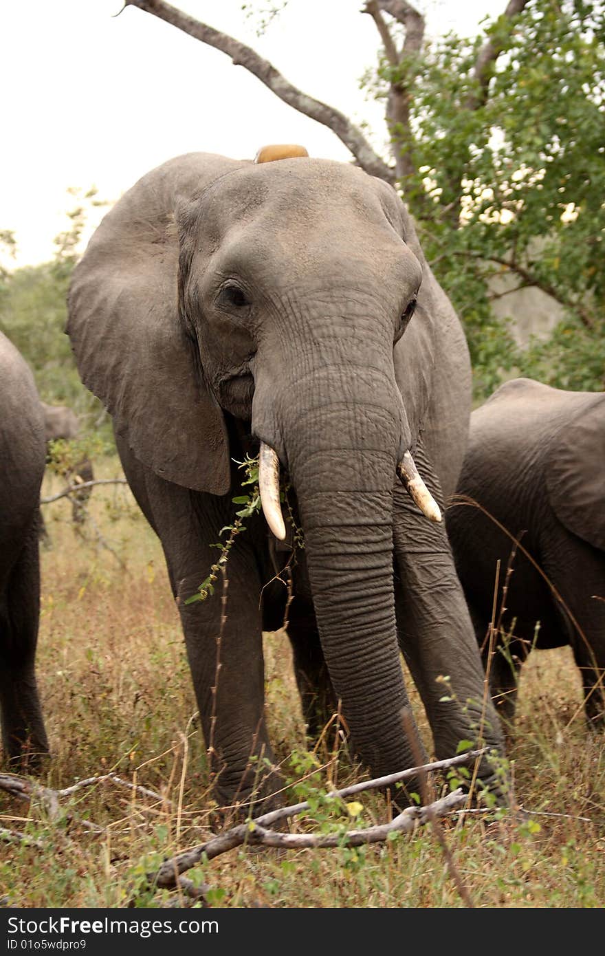 Elephants in the Sabi Sands Private Game Reserve