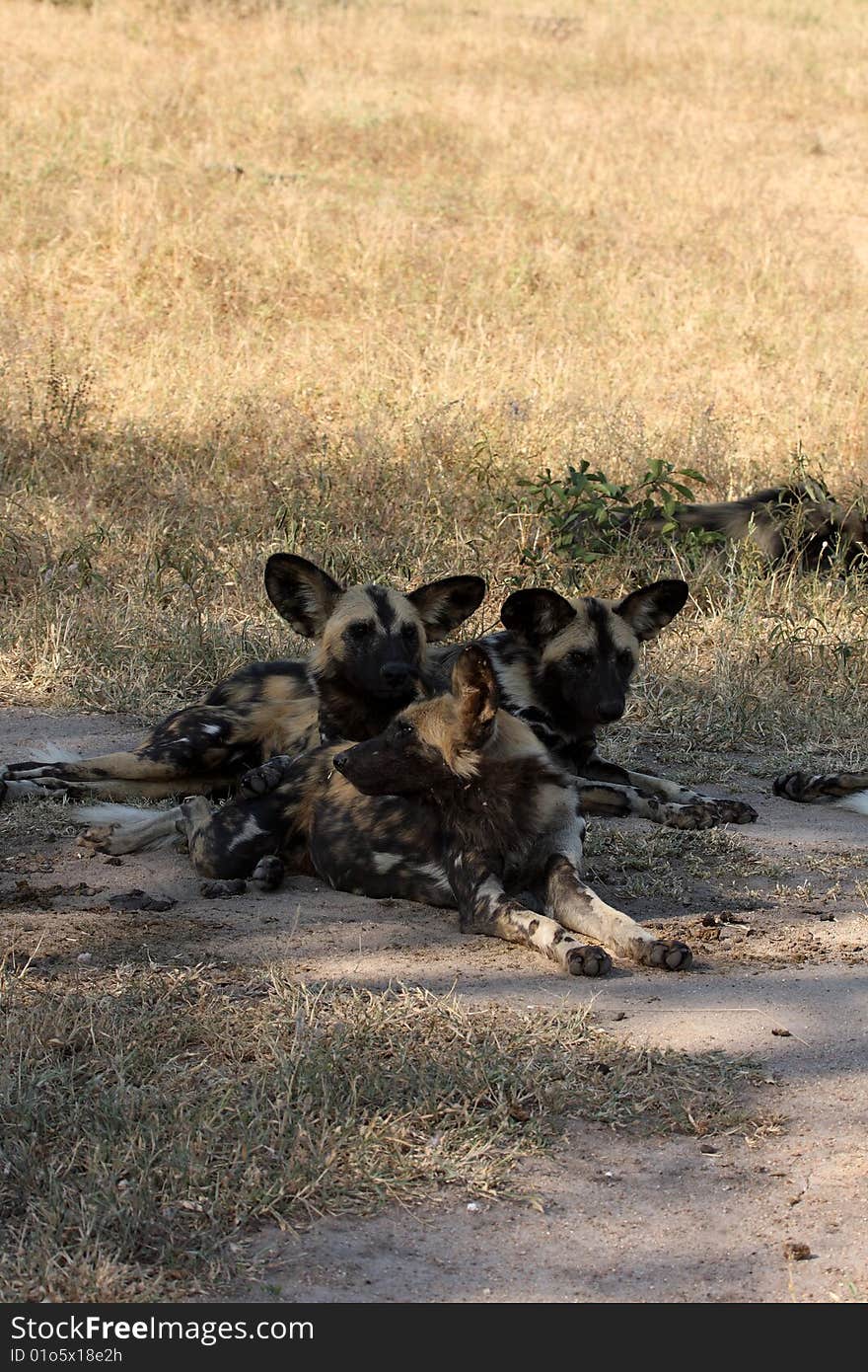 Wild dogs in South Africa