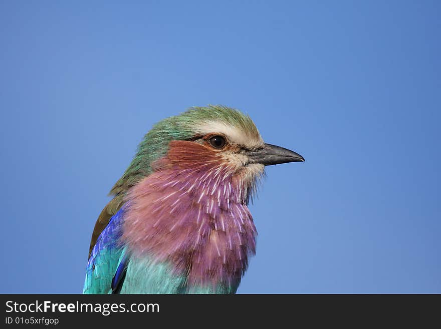 Lilac breatsed roller