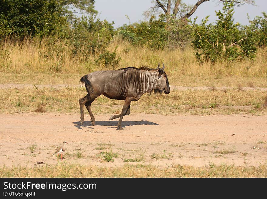 Blue Wildebeest in Sabi Sand Game Reserve, South Africa