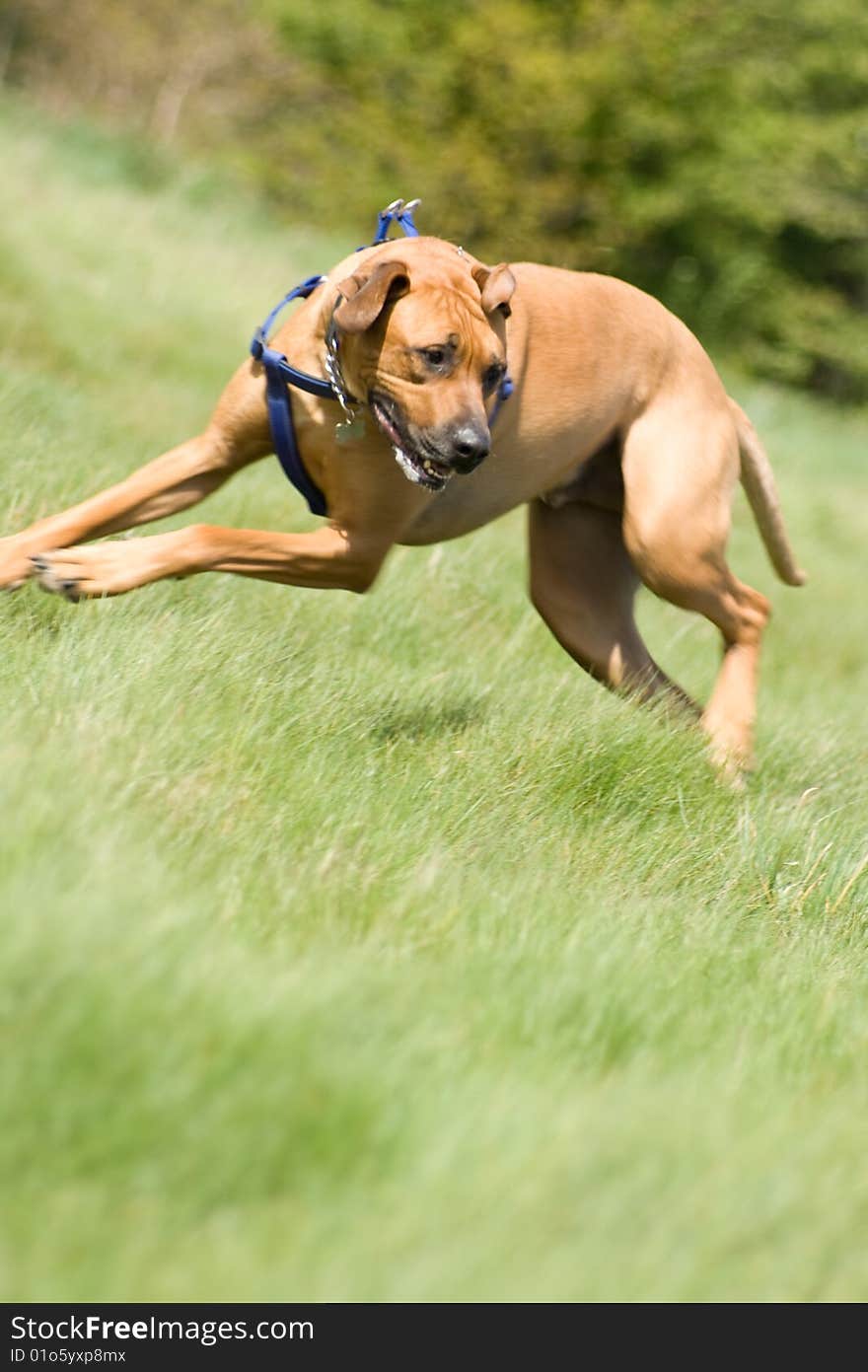 A huge rhodesian ridgeback playing in the grass. A huge rhodesian ridgeback playing in the grass