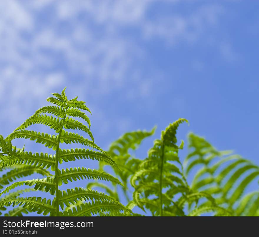 Bright Fern On A Background Sky