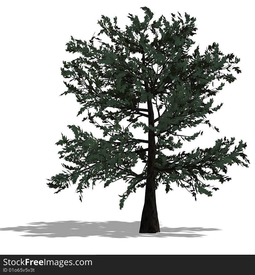 3D Render of a bradleaf tree with shadow and clipping path over white. 3D Render of a bradleaf tree with shadow and clipping path over white