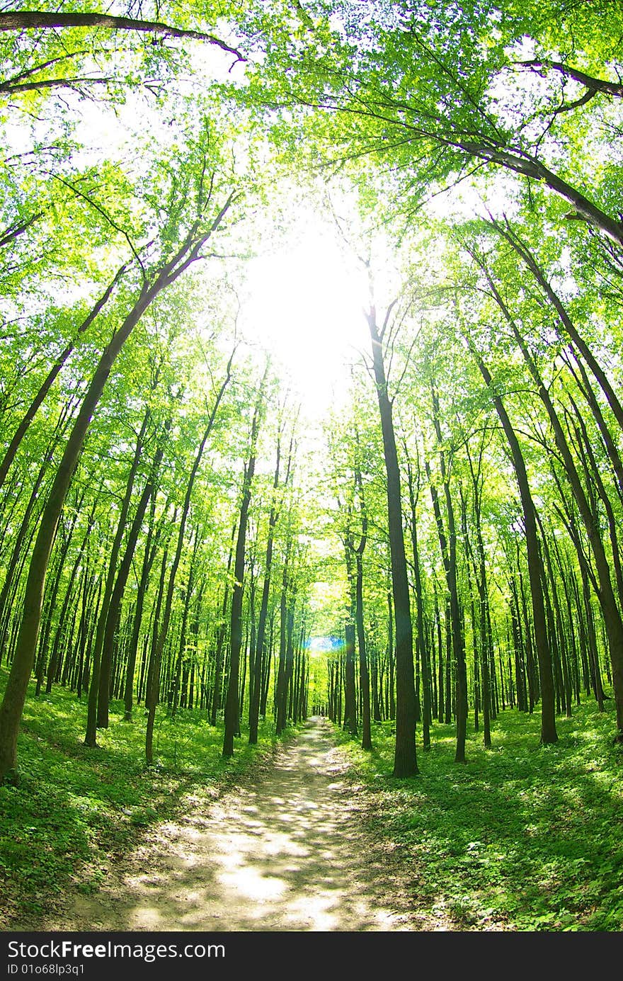 A path is in the green forest