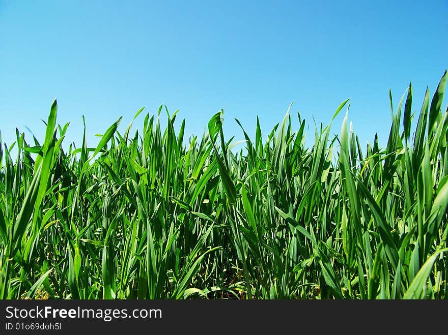 Beautiful green lawn isolated on sky